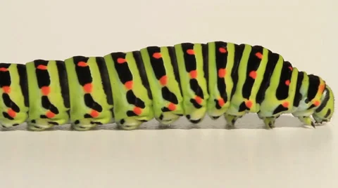 Crawling Caterpillar of a Swallowtail Stock Footage 27877531