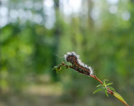 Crawling caterpillar on a tree branch 스톡 사진