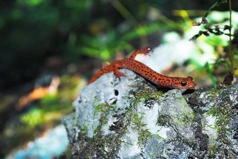 The Crawling Cave Salamander Stock Photos