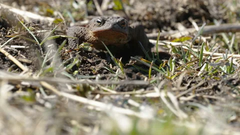 A crawling common toad on the hard ground in Estonia Stock Footage 188589587