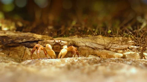 Crawling crab Video stock 52922429