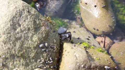 Crawling Crab Stock Footage 82405976
