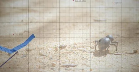 Crawling dark scarab-like beetle casting shadow on sand with blue graph overlay, Stock Photos