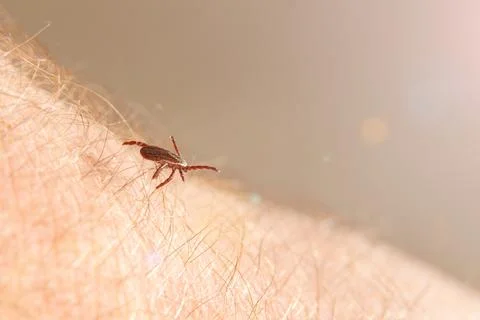 A crawling deer tick tries to bite through human skin. Stock Photos