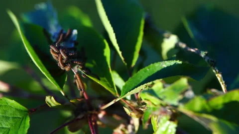 Crawling disgusting larvae attacking tree leaves and making cobweb and nests Stock Footage 147126323