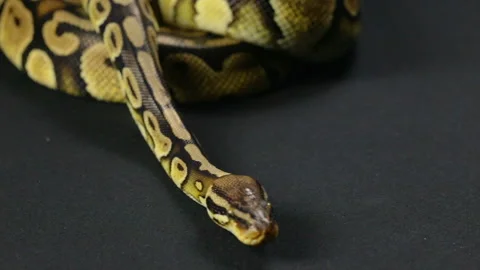 Crawling down royal python Stock-Footage 88638729