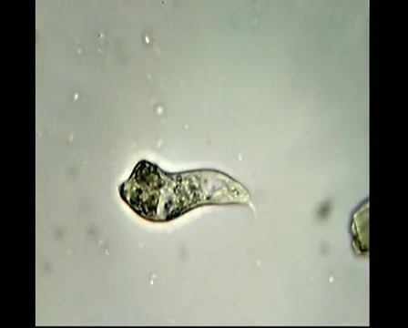 Crawling Euglenoid flagellate Video stock 1199543