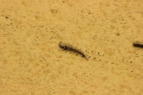 Crawling fish called MUDDY JUMPER Stock Photos