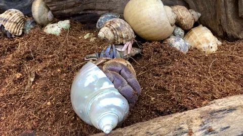 Crawling Giant hermit crab on the ground. Vidéo 124823766