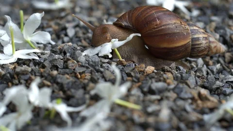 Crawling Giant Snail on the ground. Stockbeeldmateriaal 124819542