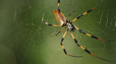 Crawling Golden Silk Orb Weaver - Banana Spider Vidéo 33642850