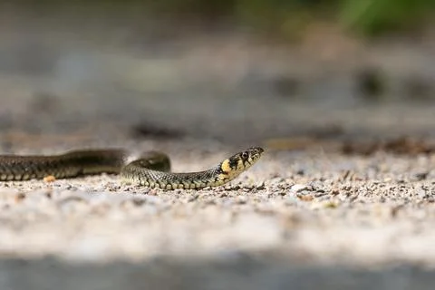 Crawling Grass Snake on the Ground Stock Photos