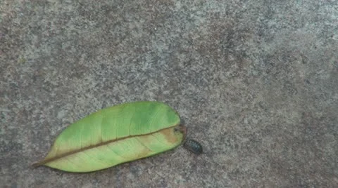 Crawling insect Stock Footage 11022868