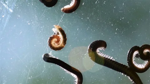 Crawling Insects Stock Footage 76163516