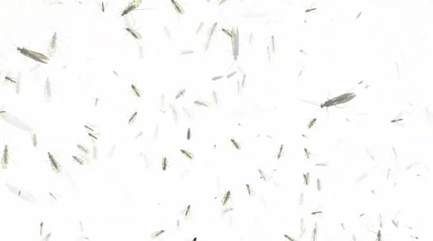 Crawling insects timelapse on totally white background with motion blur Stock Footage 55284426