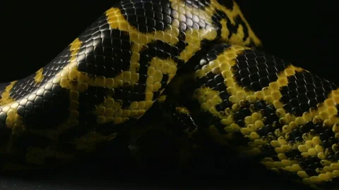 Crawling in knot yellow python 스톡 동영상 90302882
