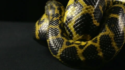 black and yellow python