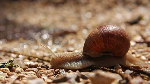 Crawling land snail Stock Footage 31878807
