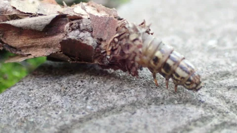 Crawling larvae in a shell from a plant husk Stock Footage 157859140