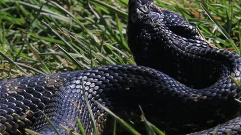 Crawling long black snake in the green grass Stock Footage 162483674