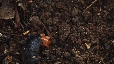 Crawling luminous beetle larva navigating soil surface 스톡 동영상 334365456