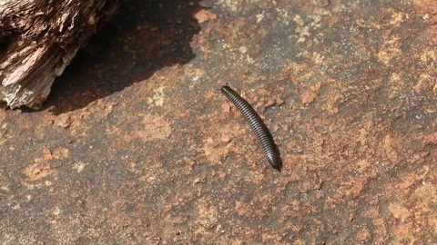 Crawling Millipede Stock Footage 98093132
