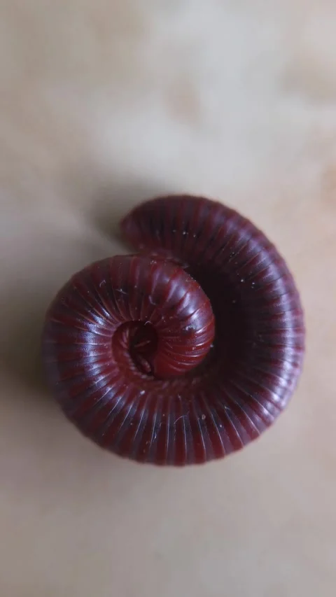 Crawling millipede Stock Footage 312865682