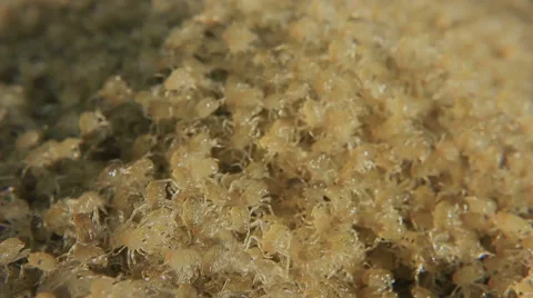 Crawling Multitude of Newly Hatched Crabs Stock Footage 48904078