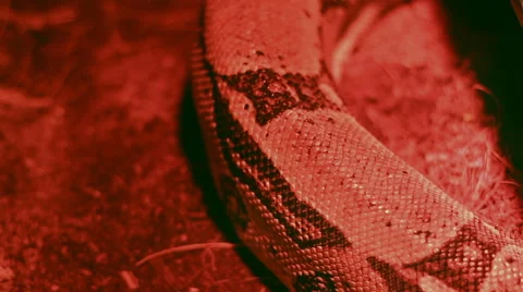 Crawling Python Muscles Video stock 46112982