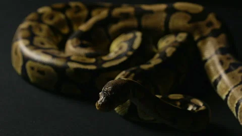 Crawling python in shadow Stock Footage 88674044