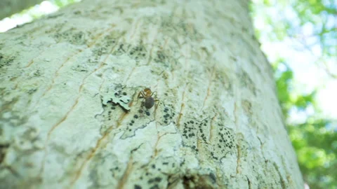 A crawling red ant on the white tree trunk Stock Footage 137984139
