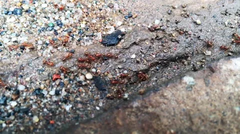Crawling red ants by a crack in the ground Stock Footage 66691665