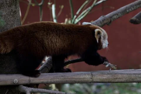 Crawling red panda Stock Photos