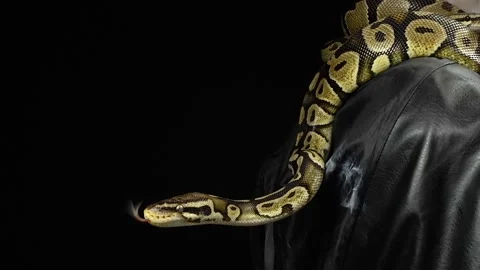 Crawling royal python on black leather Stock-Footage 89313022