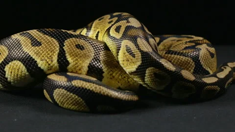 Crawling royal python Stock-Footage 88636572