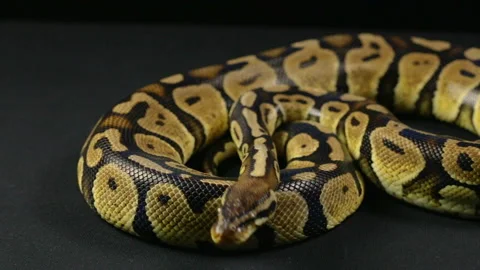 Crawling royal python, head and tongue Stock-Footage 88637960