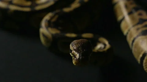Crawling royal python in shadow Stock-Footage 90339502