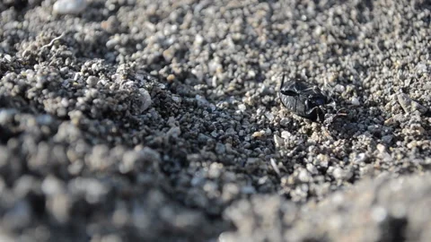 Crawling on the sand a small insect Stock Footage 111670231