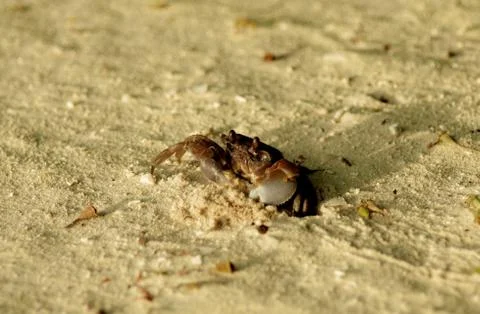 Crawling Sandy Crab Stock Photos