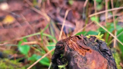 Crawling Shot Over A Log And Through The Green Grass Stock Footage 255175081