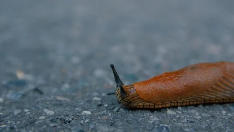 Crawling Slug On The Road Stock Footage 120089361