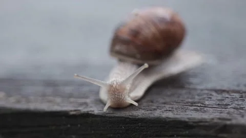Crawling snail approaching Stock Footage 136047437