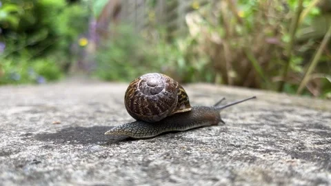 Crawling Snail close up Stock Footage 245561525