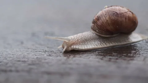Crawling snail closeup Stock Footage 136047493