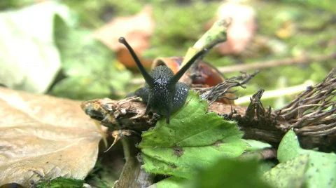 Crawling Snail Видео 360035