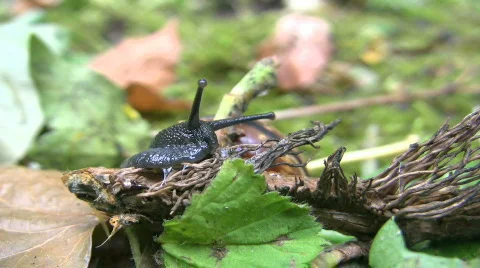 Crawling Snail Видео 360320