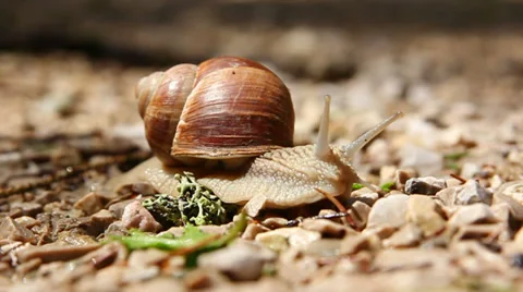 Crawling snail Stock Footage 31880923