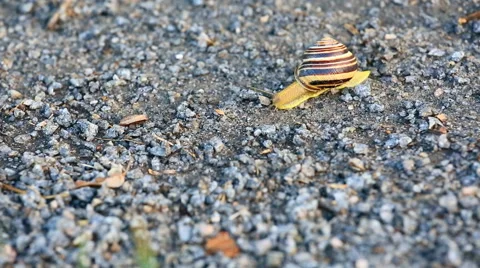 Crawling snail Video stock 53437101