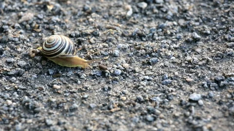 Crawling snail Video stock 53441039