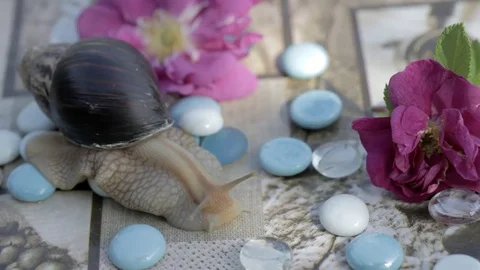 Crawling snail Stock Footage 77249978